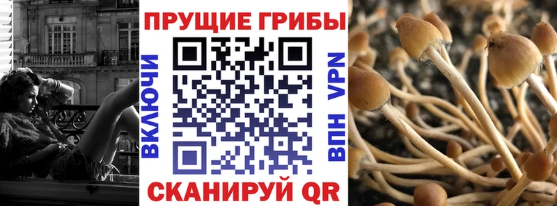 где купить   блэк спрут как войти  Псилоцибиновые грибы Psilocybe  Новочебоксарск 